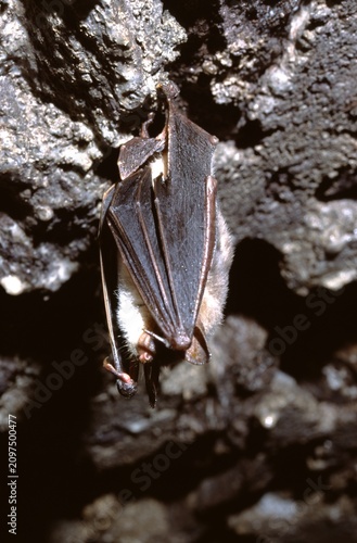 greater mouse-eared bat (Myotis myotis)