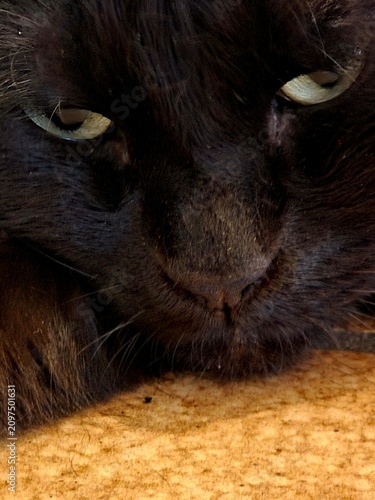Φωτογραφία A candid, high-contrast photograph captures a close-up portrait of a black domestic cat, resting with its head lying low on a textured, patterned fabric surface