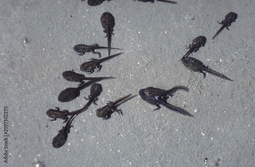 Closeup of tadpole polliwog der Bufo Clamita(Epidalea calamita) or Natterjack toad Showing legs