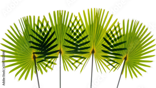 Isolated vibrant green tropical fan palm leaves, natural light on fresh lush foliage