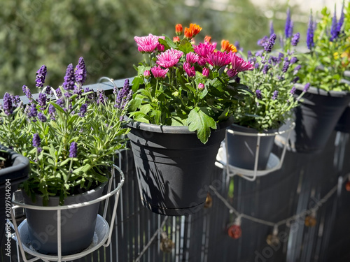 View of beautiful Balcony Garden with vibrant pink blooming Chrysanthemum flowers, flower pots with lavender and blue Spiked Speedwell Flowers