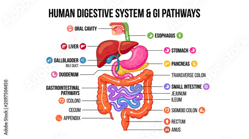 Human Digestive System Anatomy Chart - GI Tract Organs Labeled