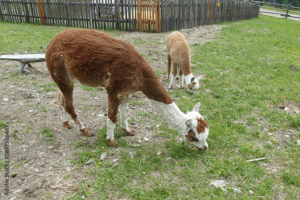 Naklejka premium Alpaca al Pascolo in una Fattoria