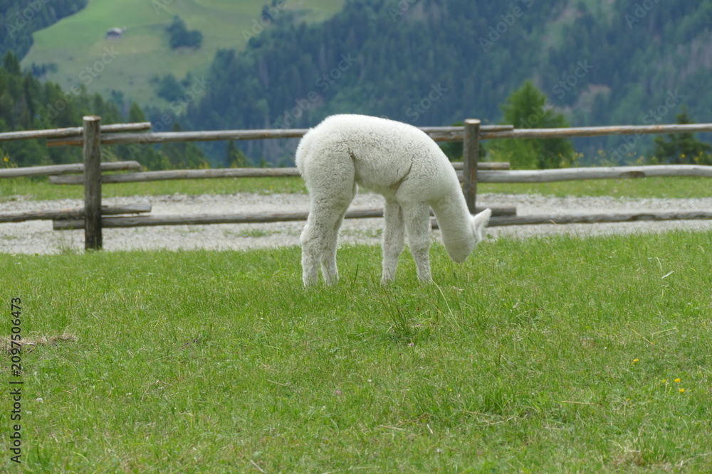 Naklejka premium Alpaca al Pascolo in una Fattoria