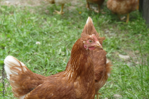 Gallina Marrone in un Prato di Fattoria