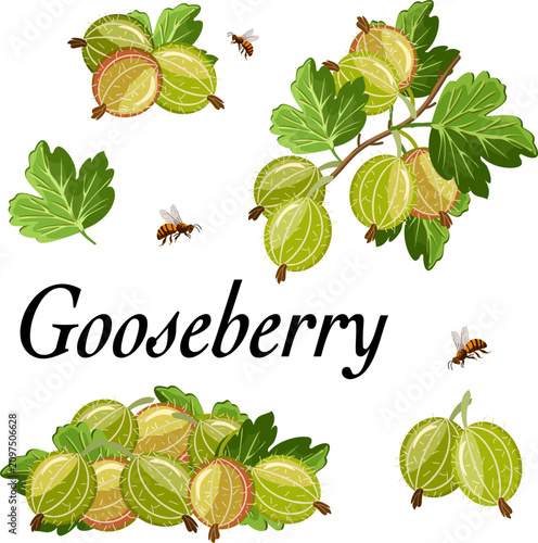 Set of gooseberries in illustration.Vector illustration with a set of gooseberries on a transparent background with text.
