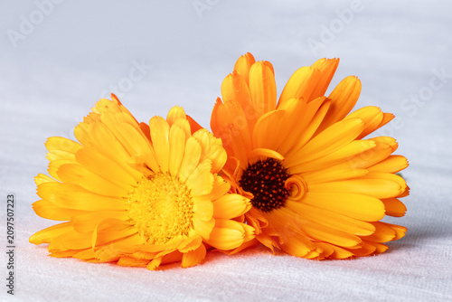 Fresh calendula marigold blossoms on a textured white textile background