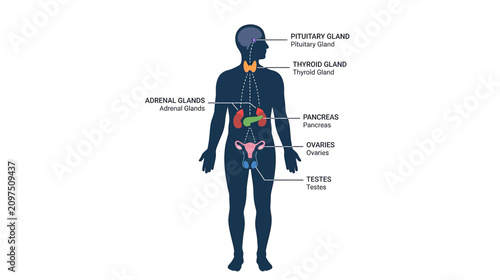 Obraz na plátně Human Endocrine System Diagram: Glands Anatomy Illustration