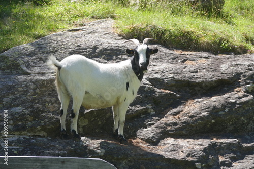 Black and White Mountain Goat Standing on Rocky Terrain