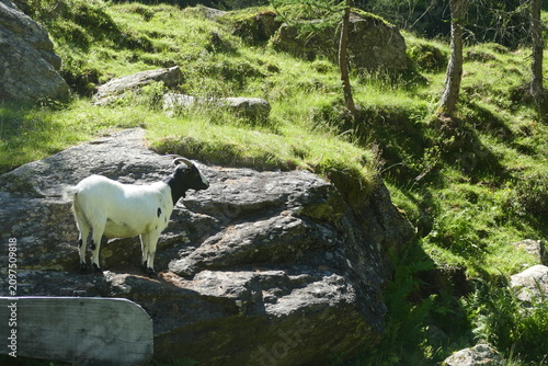 Black and White Mountain Goat Standing on Rocky Terrain