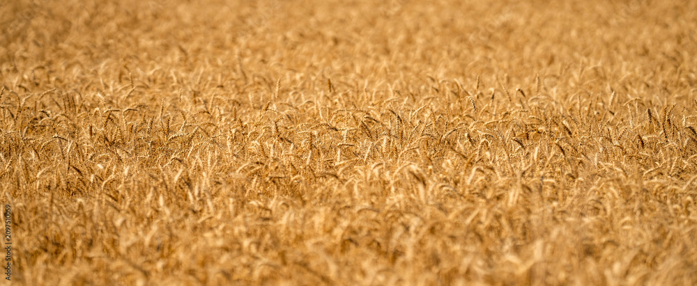 Obraz premium Grain harvest. Golden spikelet. Wheat field. Golden wheat field. Ears of golden wheat background. Agricultural field view on wheat in a picturesque summer scenery. Crop field rural landscape