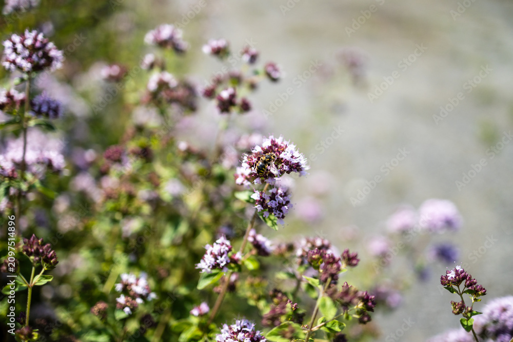 Obraz premium Blooming oregano flowers with a wasp sitting on a blossom close up