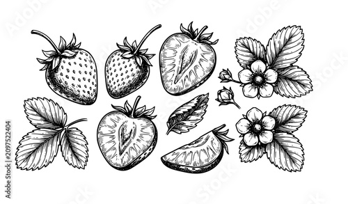 Bild auf Leinwand Hand Drawn Strawberry Sketch Set
