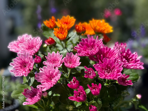 Beautiful blooming chrysanthemum flowers decorative summer autumn flower in vibrant pink and orange colors close up