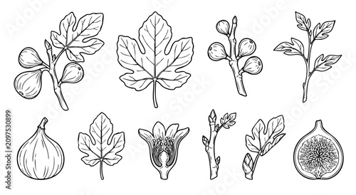 Fig tree botanical hand drawn branch leaf fruit flower and bud collection vector illustration