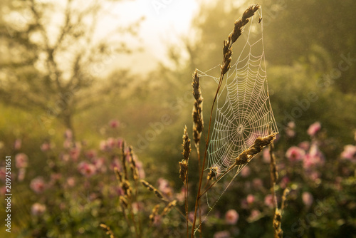 Photos Pastel morning glow surrounding spider webb in foggy rural landscape