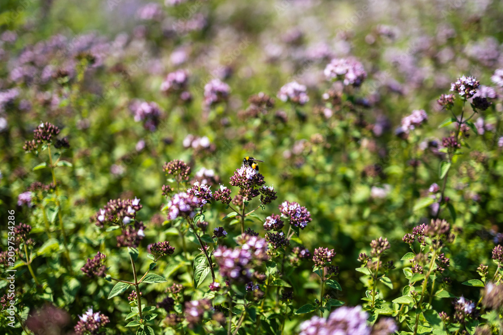Obraz premium Wild oregano field in full bloom with a pollinating bumblebee wide angle