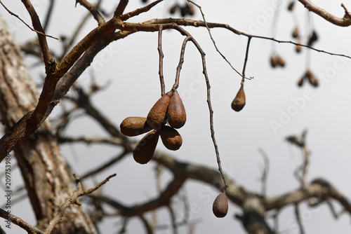 Fotografía Wild jatoba fruits on native tree with hard brown pods in Brazilian nature