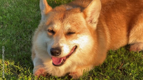 Happy corgi dog lying on green grass 