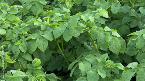  Green potato plants growing in agricultural field, leafy vegetable crop cultivation, organic farming, fresh produce, sustainable agriculture, vegetable garden.