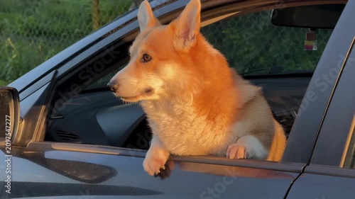  Happy corgi dog looking out of car window with paws on the sill, tongue out, enjoying the ride in golden sunlight, pet travel, road trip.
