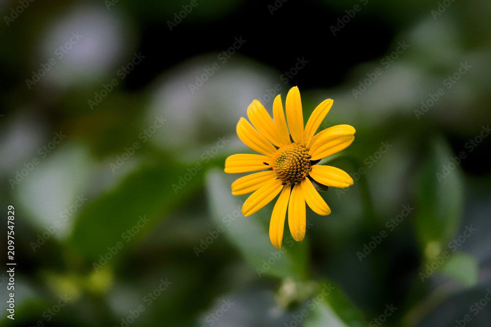 Obraz premium Bright false sunflower standing out in a summer garden with soft bokeh. Perfect for horticulture marketing, wellness concepts, and eco-friendly nature backgrounds. Photo