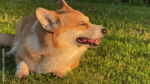  Happy corgi dog lying on green grass outdoors with closed eyes and tongue out, smiling in the sunlight, cute pet, relaxation, summer day.