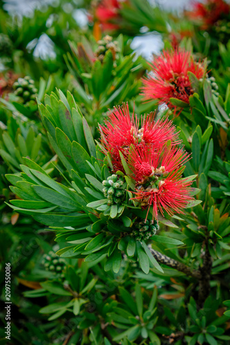 Callistemon viminalis 'Little John' plant, a dwarf shrub known for its vibrant red bottlebrush-like flowers
