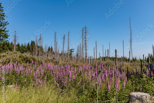 Photos Dead spruce trees from bark beetle infestation with blooming purple foxglove flowers in Harz National Park, Germany