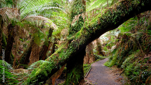 Tarra Bulga Nation Park - Tree bending across pathway