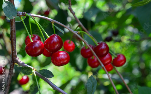 Ripe Red Cherries Hanging on a Tree Branch in an Orchard close up
