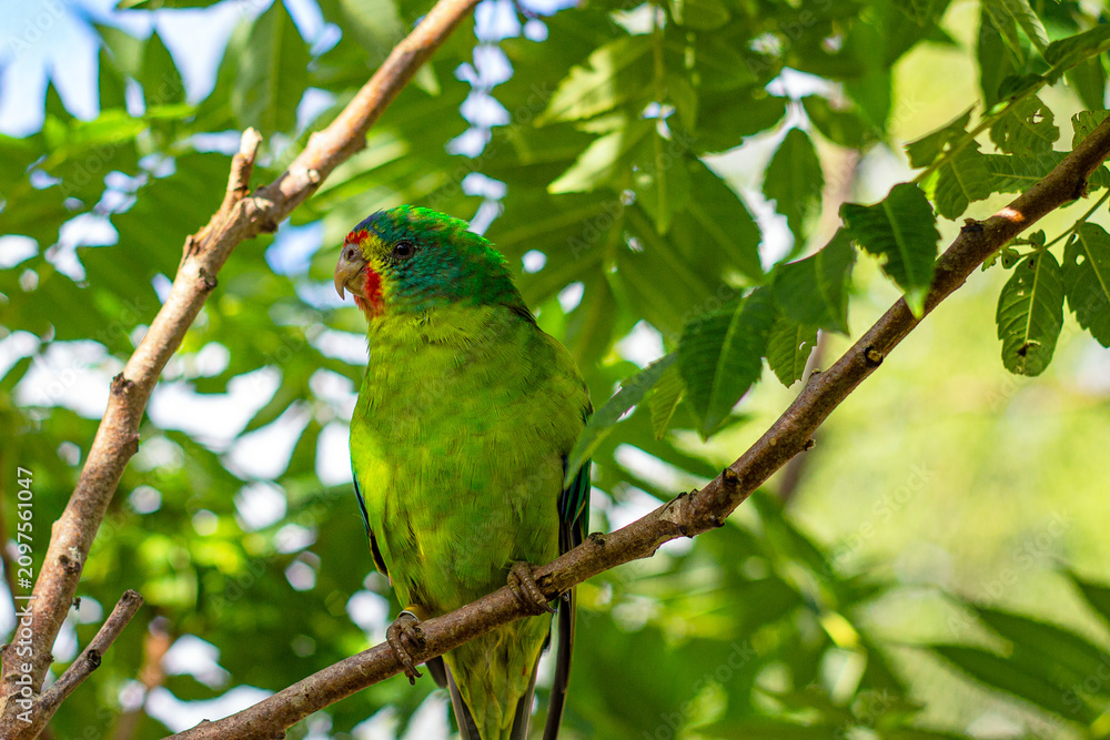 Obraz premium Australian swift parrot (Lathamus discolor) at Skansen Zoo in Stockholm, Sweden