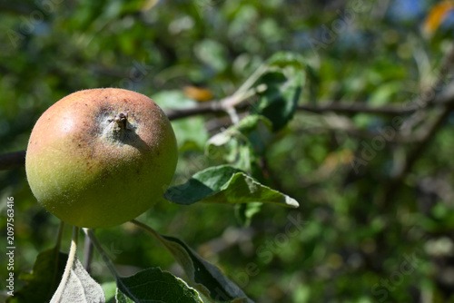 Apple on the tree