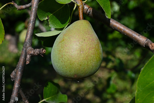Pear hanging on a tree