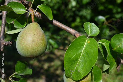 Ripe pears on a tree branch
