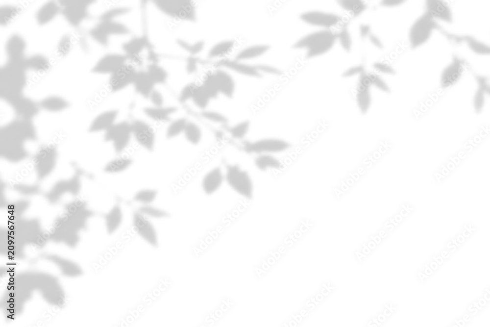 Fototapeta premium Abstract branch shadow and summer sunlight dappled shadow overlay effect with realistic abstract natural tree leaves shadow on wall background, abstract shadow background with branch 
