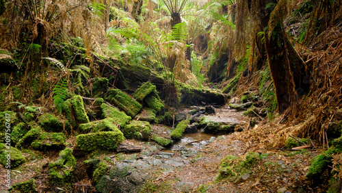 Tarra Bulga Nation Park - Creek bed