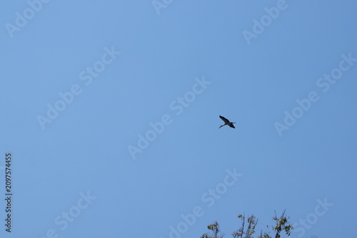 crane or Grus grus or Sandhill Crane flying high up against the sun in the blue sky. bird flying in blue sky in the sun rise and sun flare