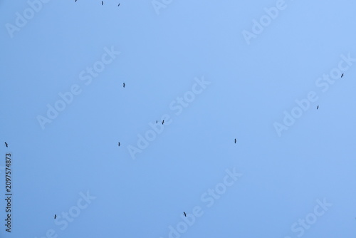 crane or Grus grus or Sandhill Crane flying high up against the sun in the blue sky. bird flying in blue sky in the sun rise and sun flare