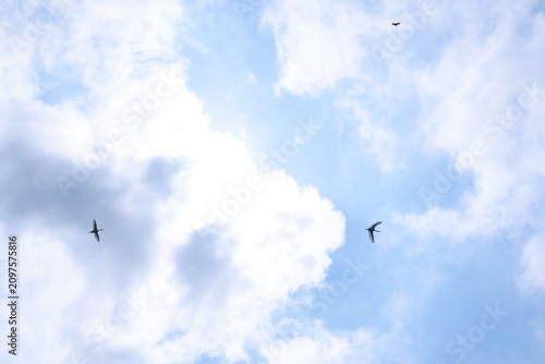 crane or Grus grus or Sandhill Crane flying high up against the sun in the blue sky. bird flying in blue sky in the sun rise and sun flare