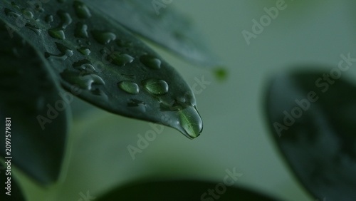 Fotografía Wet green leaf macro with water droplets and soft background