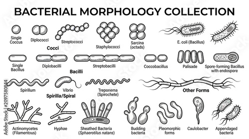 Canvastavla Bacterial Morphology Collection: Cocci, Bacilli, Spirilla, and Other Forms