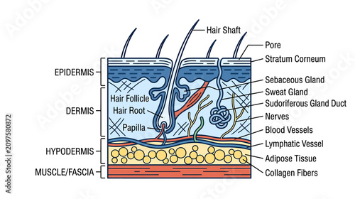 Quadro su tela Cross-section of Human Skin Anatomy Diagram: Epidermis, Dermis, Hypodermis, Foll