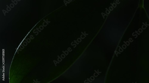 Green leaves with moving light beam revealing texture in dark background