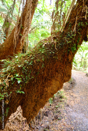 Tarra Bulga Nation Park - Tree branch coving in moss
