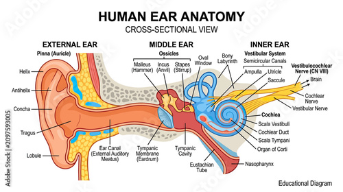 Quadro su tela Human Ear Anatomy Cross-Sectional View: External, Middle, and Inner Ear