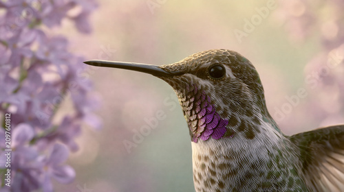 Hummingbird perched on purple flowers in soft sunlight