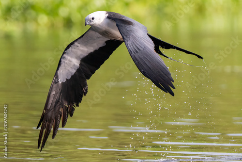 Swallow-tailed Kites are bathing and drinking before a day of hunting and foraging, before their big migration. 