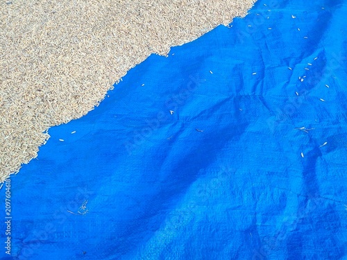 Rice Grain Spread on Blue Sheet