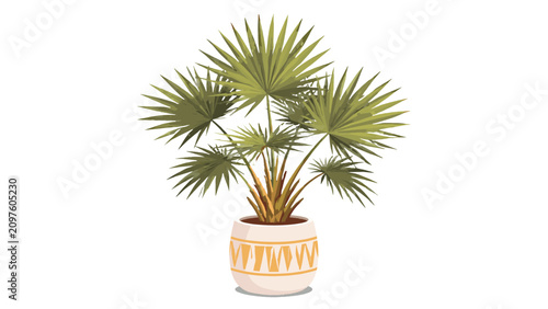 Obraz na plátně Potted fan palm plant isolated on white background